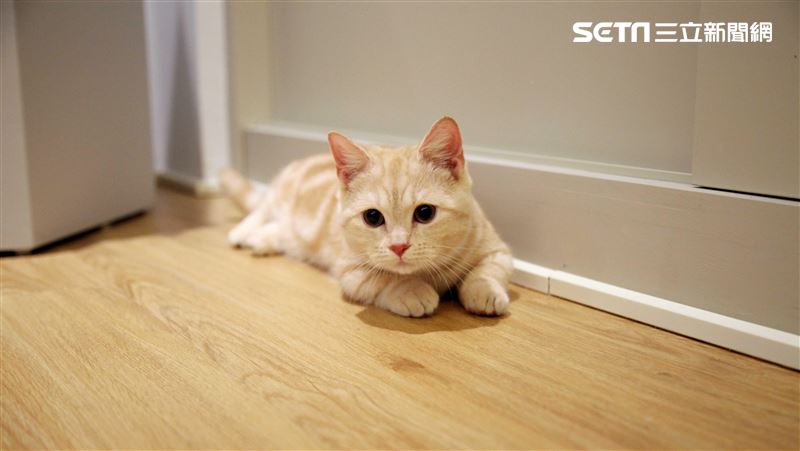 7.2強震嚇跑愛貓　獸醫曝3招提高尋獲機會