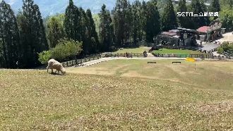 「震」出退訂潮！清境訂房率、入園掉2成