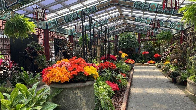 台北士林官邸秋海棠展開幕 快把握這15天