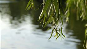 清明節。圖／PIXABAY