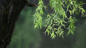 清明節。圖／PIXABAY