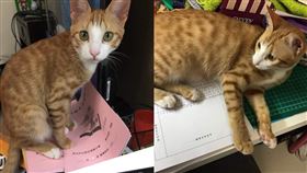 天王星大樓將拆除，友急尋女老師養的白襪橘貓。（圖／翻攝自臉書）