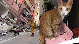 搶救康老師愛貓！天王星播「貓咪音樂」