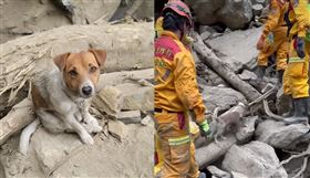 ▲花蓮搜救犬Wilson一馬當先，找到罹難者遺體。（圖／翻攝自花蓮搜救犬隊～ｗｈｆ犬客臉書）

