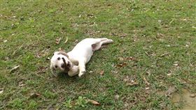 0403強震,花蓮,搜救犬,Roger