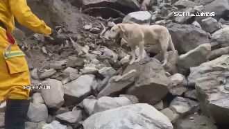 搜救犬Roger呆萌幼照曝光　曾是破壞王