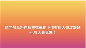 高雄,蛇,騎士,楠梓,農業局