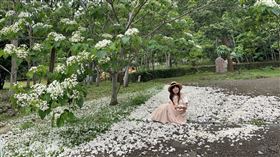 客家大院桐花季