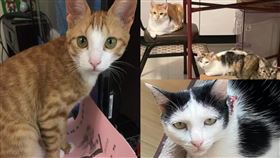 天王星再傳好消息！救出虎斑貓「妹妹」畫面曝　還有4雞3貓待救援（圖／翻攝自康老師朋友臉書、花蓮人臉書）