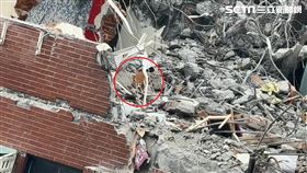 花蓮縣,地震,康老師,妞妞,貓咪