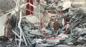 花蓮縣,地震,康老師,妞妞,貓咪