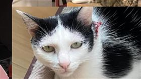 天王星再傳好消息！救出虎斑貓「妹妹」畫面曝　還有4雞3貓待救援（圖／翻攝自康老師朋友臉書、花蓮人臉書）