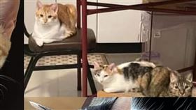 天王星再傳好消息！救出虎斑貓「妹妹」畫面曝　還有4雞3貓待救援（圖／翻攝自康老師朋友臉書、花蓮人臉書）