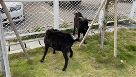 台中鬧區驚見2山羊趴趴走！警民合力圍捕