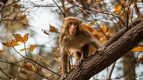 猴子。（示意圖／取自pixabay）