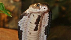 泰國眼鏡蛇(圖／翻攝自維基百科)