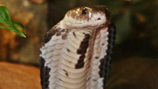 偷藏外來種怕被關　他畏罪自殘遭毒蛇咬死