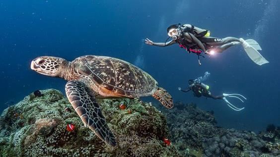 台灣大AI Ocean數據海洋10秒辨識海洋生物