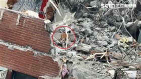 天王星困3貓！愛貓人士出征爆口角　里長無奈嘆