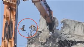 雞隻從天王星大樓跳下。（圖／翻攝畫面）