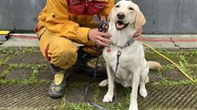 花蓮搜救犬Hero與領犬員王澤偉花蓮縣消防局特搜搜救犬小組成立3年，搜救犬Hero（右）等3犬近期首度投入震災搜救，領犬員王澤偉（左）11日帶著Hero參與砂卡礑步道搜尋任務。中央社記者張祈攝 113年4月11日