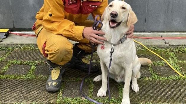 太熱！搜救犬偷閒跳溪清涼一下　繼續嗅尋