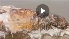 馬來西亞,物種,遺骸,鯨魚,災難,海灘 微博