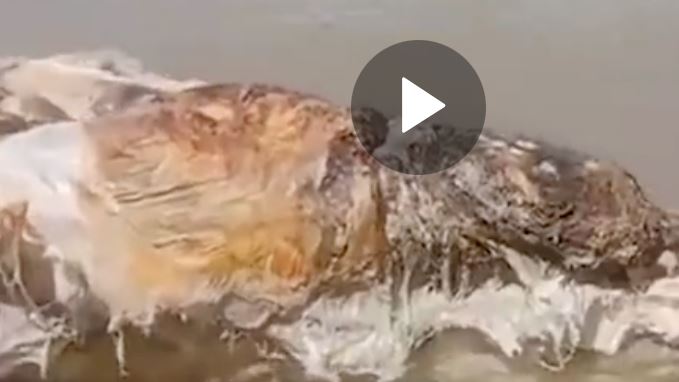 海灘驚見「巨型腐臭肉球」!居民嚇吐4字