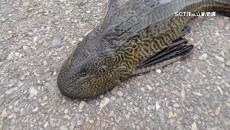 琵琶鼠魚侵果園稻田　農民驚不須水活月餘