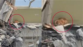 天王星橘貓。（圖／翻攝畫面）