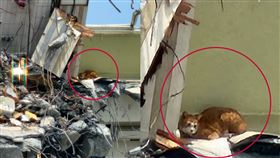 多圖／天王星橘貓又現蹤蜷縮牆邊！最新畫面曝光　疑康老師愛貓（圖／記者呂彥攝影）