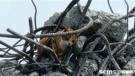 快訊／「康老師愛貓」抓到了！橘貓獲救畫面曝光　送往動物醫院（圖／記者呂彥攝影）