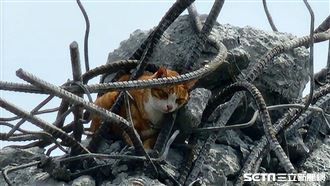 康老師愛貓抓到了！工程人員助脫困畫面曝