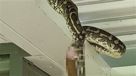 國外一隻蟒蛇懸掛在天花板上大號。（圖／翻攝自陽光海岸捕蛇者臉書）
