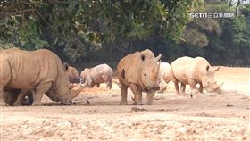 8國專家齊聚!巨型草食獸麻醉工作坊登場