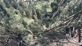 地震,阿里山林鐵,十字路