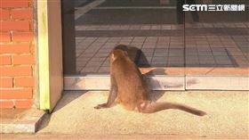 獼猴,陽明山,小油坑。（圖／動保處提供）