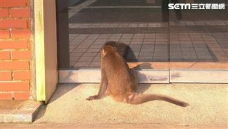 囂張獼猴群聚眾鬧事　包圍遊客站畫面曝光