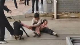 狗,撕咬,女童,竹棍