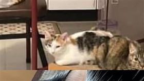 天王星再傳好消息！救出虎斑貓「妹妹」畫面曝　還有4雞3貓待救援（圖／翻攝自康老師朋友臉書、花蓮人臉書）