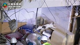 飼主,瓦礫堆,大樓,花蓮,寵物,貓