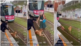 軌道,司機,輕軌,日本,高雄,浪犬