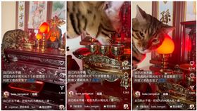 豹貓,飼主,聖杯,神桌,祖先