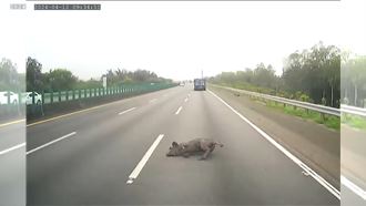 國道又掉豬！黑豬跳車求生　遭輾斃畫面曝