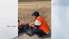 a囂張田擄.鴿1800