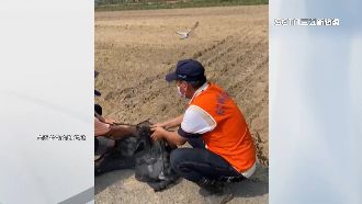 囂張擄鴿集團再現　大量賽鴿遭網住急搶救