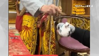 賽鴿求勝靠這力量！飼主帶鴿赴廟「祭改」