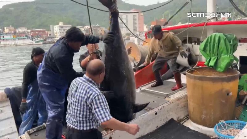 全國第一「鮪」！蘇澳捕獲269公斤黑鮪魚