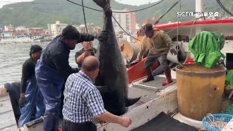 全國第一「鮪」！蘇澳捕獲269公斤黑鮪魚
