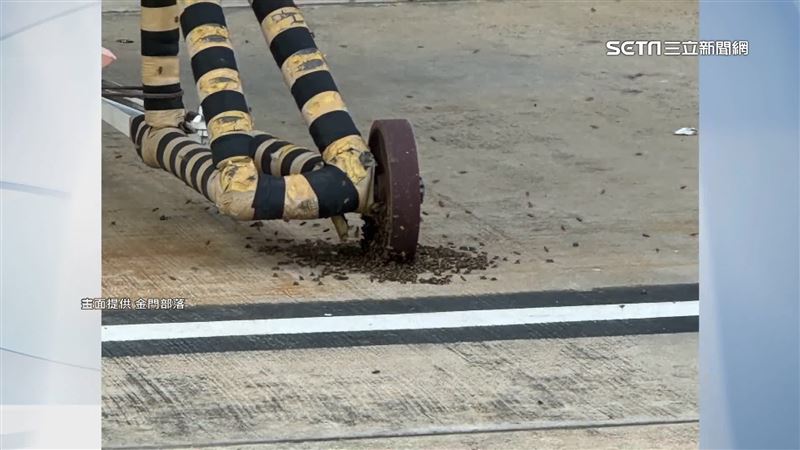 航站灑水驅除蜂群　捕蜂專家：錯誤行為